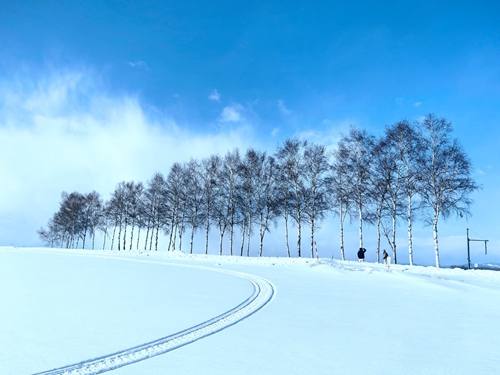 北海道美瑛-七星樹.聖誕樹.雪景
